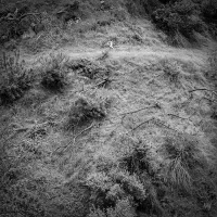 Anna Tivel – Animal Poem